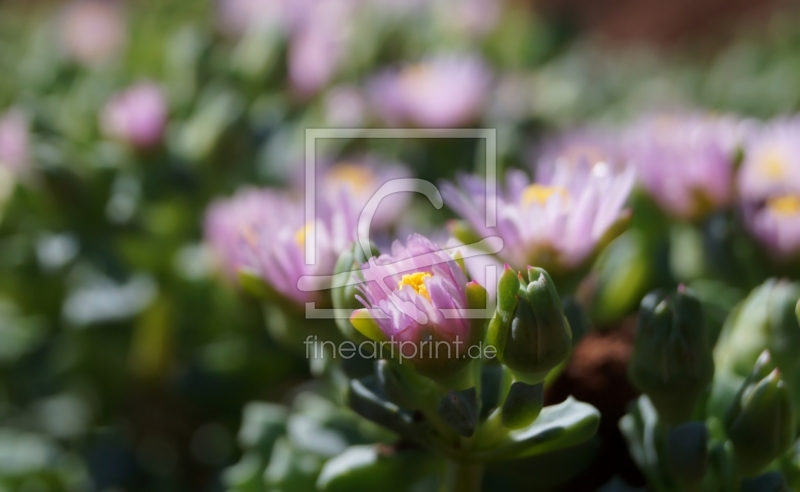 frei wählbarer Bildausschnitt für Ihr Bild auf Tapete