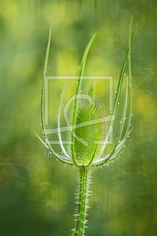 frei w&auml;hlbarer Bildausschnitt f&uuml;r Ihr Bild auf Tapete