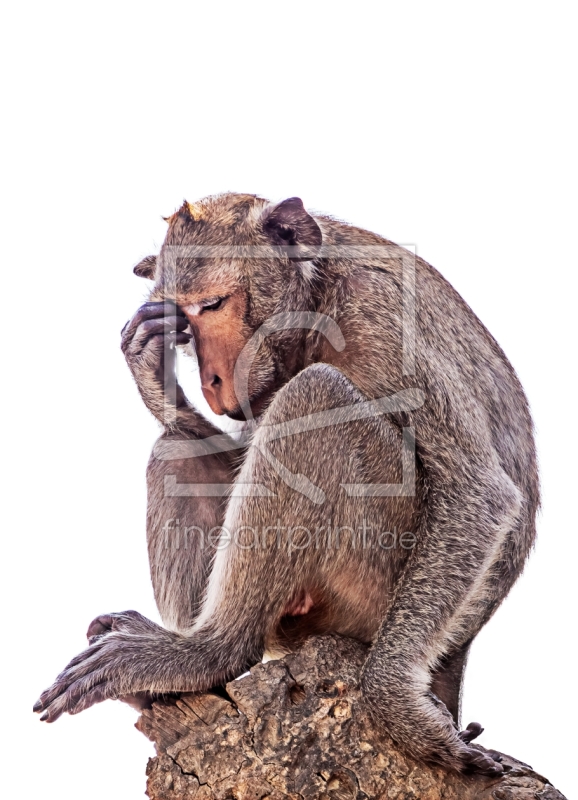 frei wählbarer Bildausschnitt für Ihr Bild auf Tapete