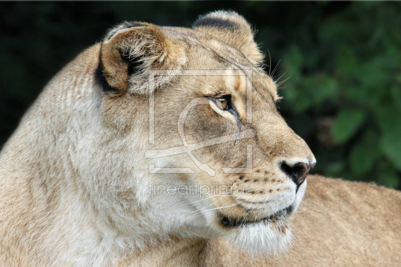 frei wählbarer Bildausschnitt für Ihr Bild auf Tapete