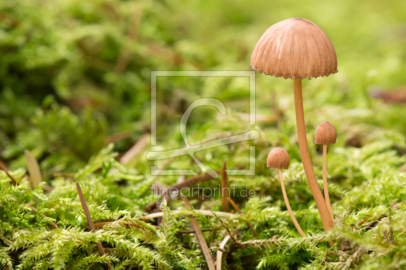 frei wählbarer Bildausschnitt für Ihr Bild auf Tapete