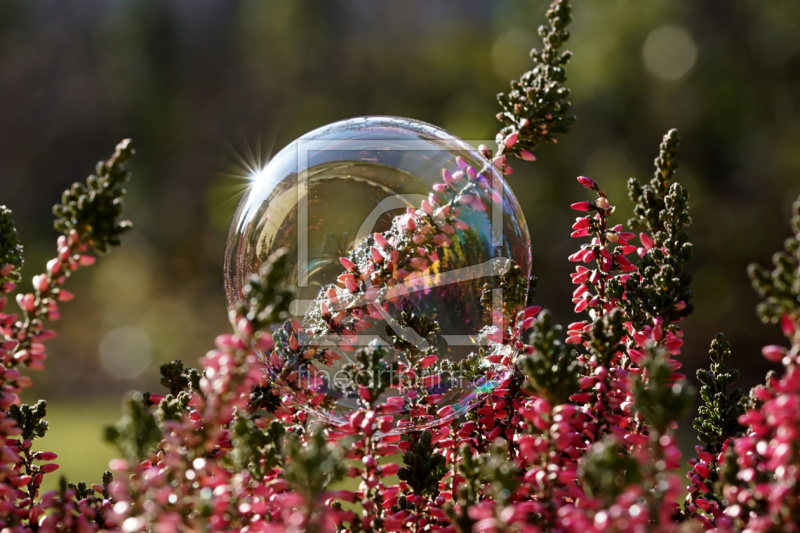 frei wählbarer Bildausschnitt für Ihr Bild auf Tapete