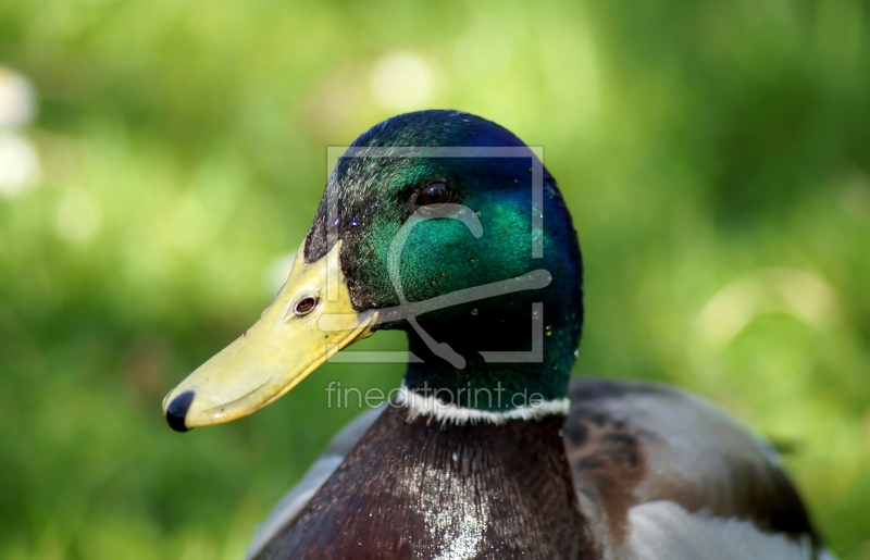 frei w&auml;hlbarer Bildausschnitt f&uuml;r Ihr Bild auf Tapete