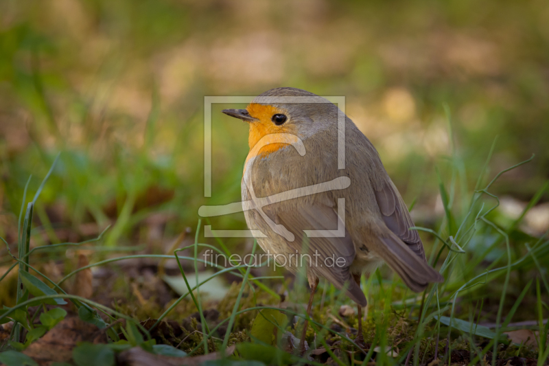 frei wählbarer Bildausschnitt für Ihr Bild auf Tapete