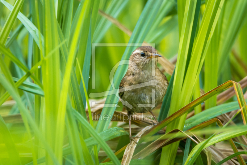 frei wählbarer Bildausschnitt für Ihr Bild auf Tapete