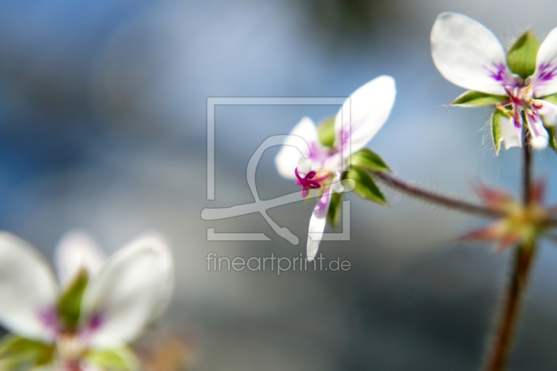 frei wählbarer Bildausschnitt für Ihr Bild auf Tapete