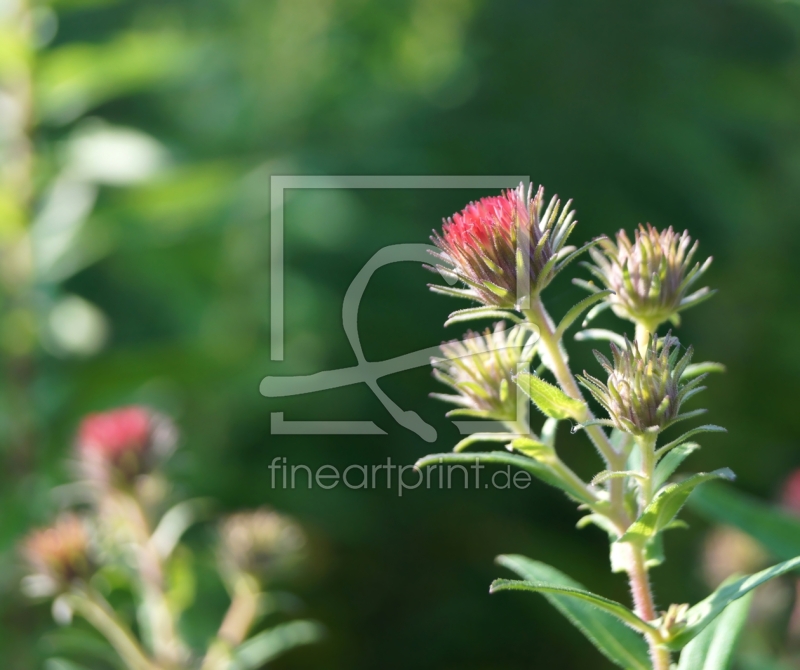 frei w&auml;hlbarer Bildausschnitt f&uuml;r Ihr Bild auf Tapete