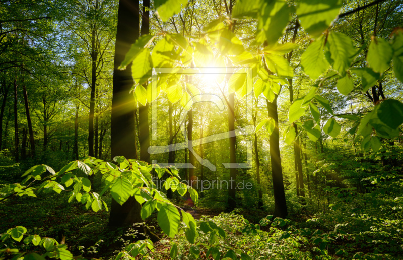 frei wählbarer Bildausschnitt für Ihr Bild auf Tapete