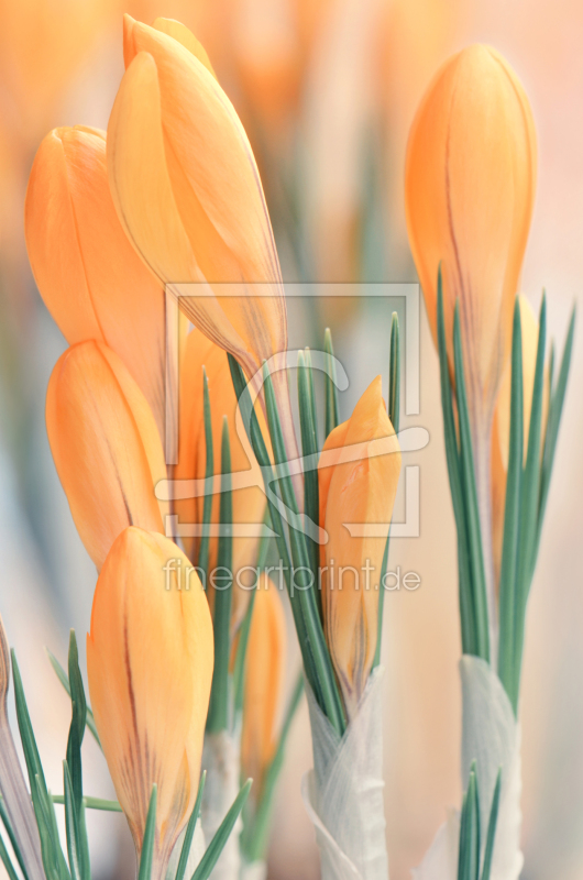 frei w&auml;hlbarer Bildausschnitt f&uuml;r Ihr Bild auf Tapete