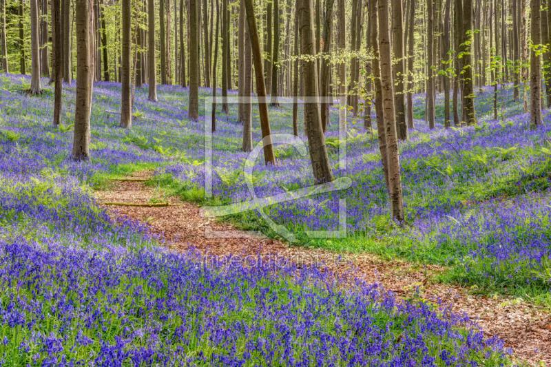 frei wählbarer Bildausschnitt für Ihr Bild auf Tapete