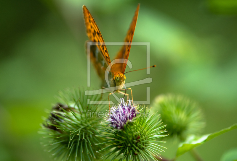 frei wählbarer Bildausschnitt für Ihr Bild auf Tapete
