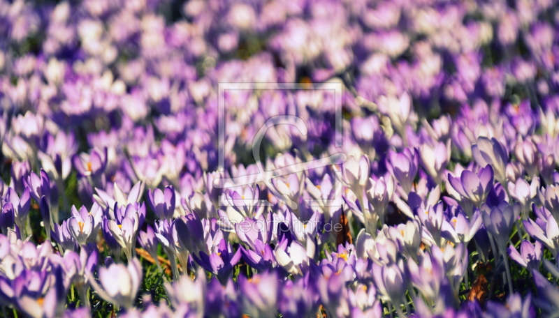 frei w&auml;hlbarer Bildausschnitt f&uuml;r Ihr Bild auf Tapete