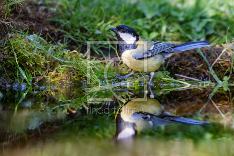frei wählbarer Bildausschnitt für Ihr Bild auf Tapete