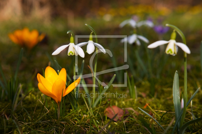 frei wählbarer Bildausschnitt für Ihr Bild auf Tapete