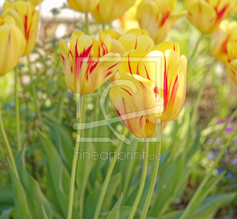 frei w&auml;hlbarer Bildausschnitt f&uuml;r Ihr Bild auf Tapete