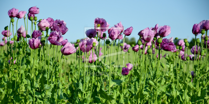 frei w&auml;hlbarer Bildausschnitt f&uuml;r Ihr Bild auf Tapete