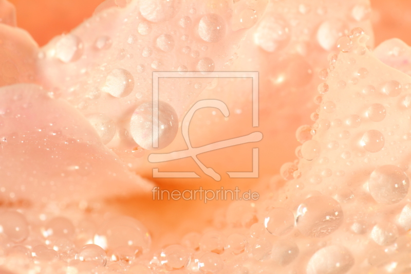 frei wählbarer Bildausschnitt für Ihr Bild auf Tapete