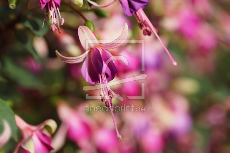 frei wählbarer Bildausschnitt für Ihr Bild auf Tapete