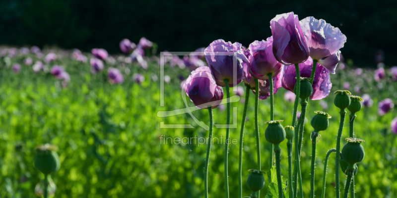 frei w&auml;hlbarer Bildausschnitt f&uuml;r Ihr Bild auf Tapete