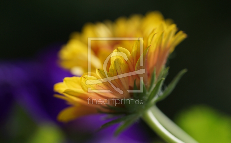 frei wählbarer Bildausschnitt für Ihr Bild auf Tapete