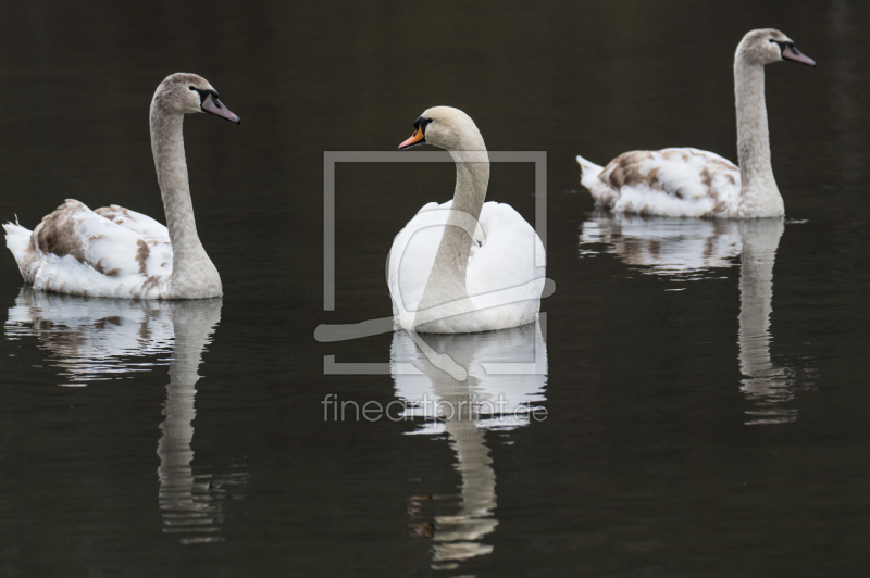 frei w&auml;hlbarer Bildausschnitt f&uuml;r Ihr Bild auf Tapete