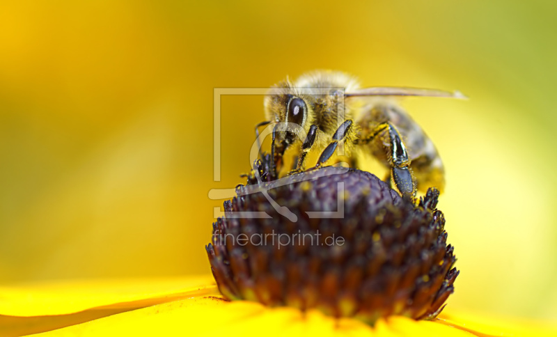 frei wählbarer Bildausschnitt für Ihr Bild auf Tapete