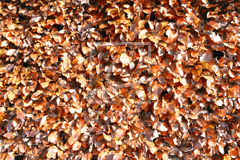 frei w&auml;hlbarer Bildausschnitt f&uuml;r Ihr Bild auf Tapete