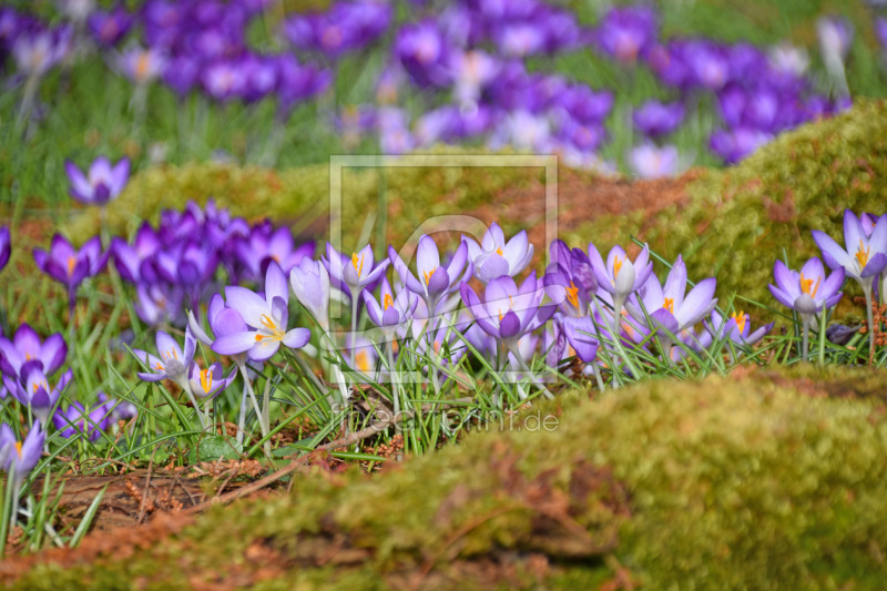 frei w&auml;hlbarer Bildausschnitt f&uuml;r Ihr Bild auf Tapete