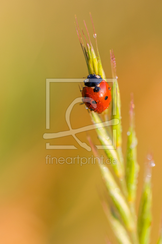 frei w&auml;hlbarer Bildausschnitt f&uuml;r Ihr Bild auf Tapete