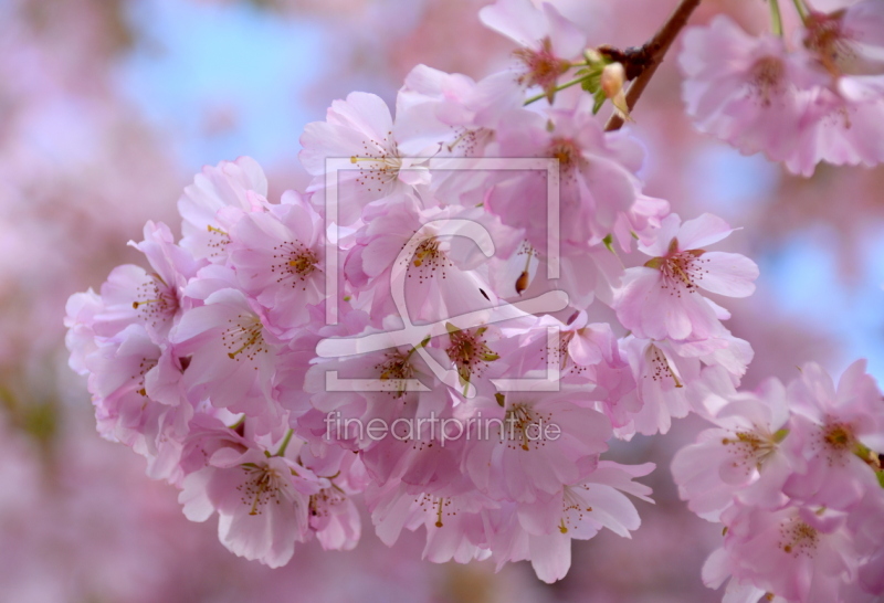 frei w&auml;hlbarer Bildausschnitt f&uuml;r Ihr Bild auf Tapete