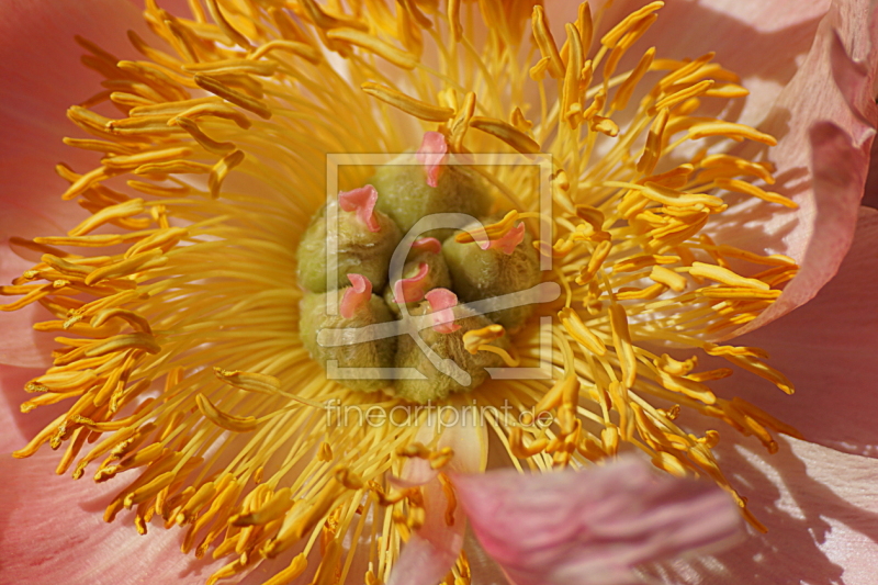 frei wählbarer Bildausschnitt für Ihr Bild auf Tapete