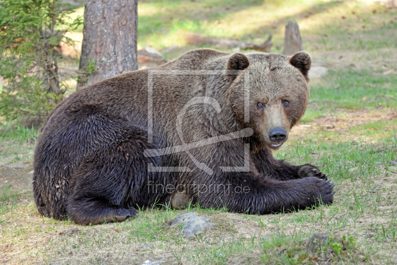 frei wählbarer Bildausschnitt für Ihr Bild auf Tapete