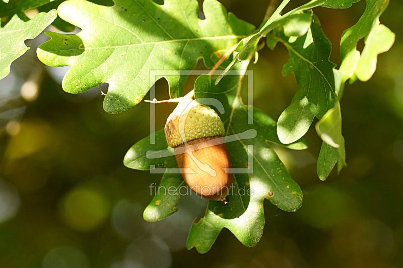 frei w&auml;hlbarer Bildausschnitt f&uuml;r Ihr Bild auf Tapete