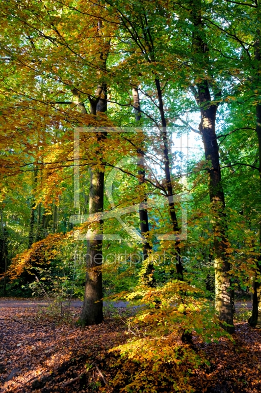 frei wählbarer Bildausschnitt für Ihr Bild auf Tapete