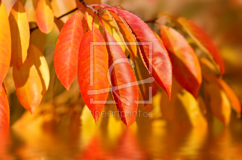 frei wählbarer Bildausschnitt für Ihr Bild auf Tapete