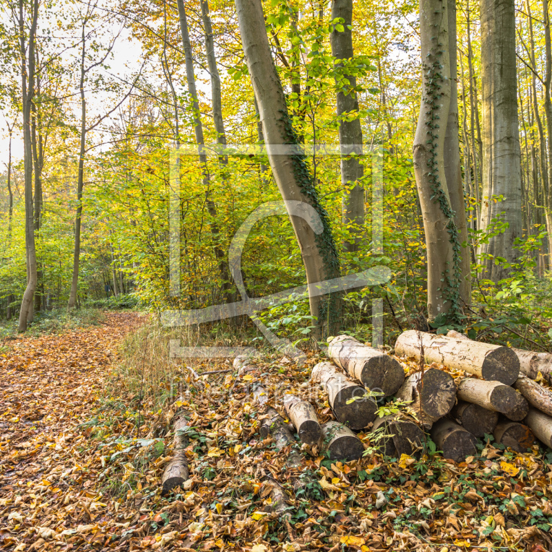 frei wählbarer Bildausschnitt für Ihr Bild auf Tapete