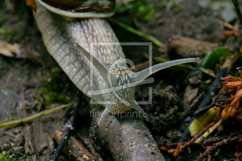 frei wählbarer Bildausschnitt für Ihr Bild auf Tapete
