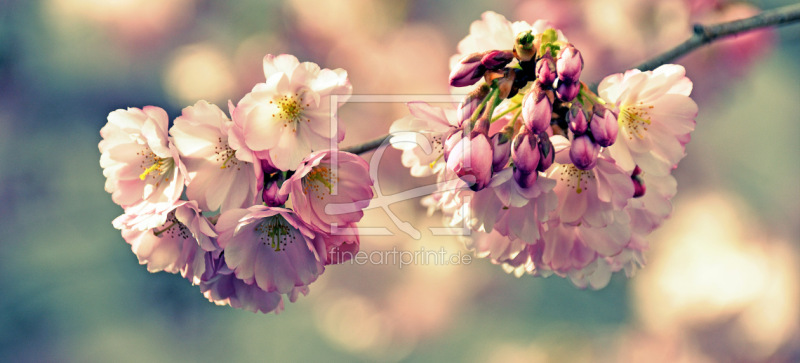 frei w&auml;hlbarer Bildausschnitt f&uuml;r Ihr Bild auf Tapete