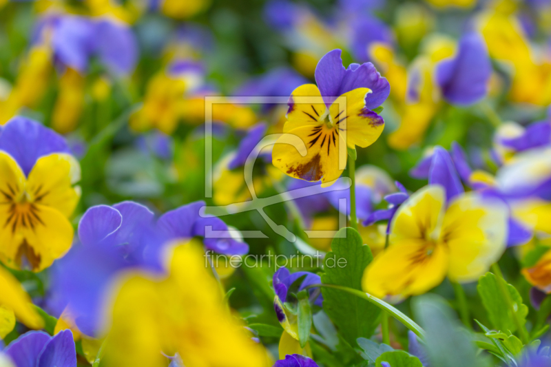 frei wählbarer Bildausschnitt für Ihr Bild auf Tapete