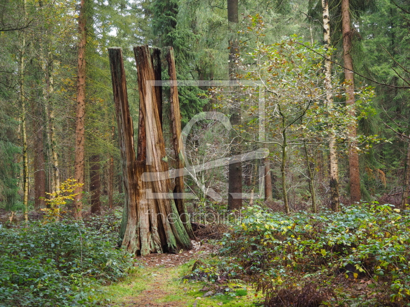 frei wählbarer Bildausschnitt für Ihr Bild auf Tapete