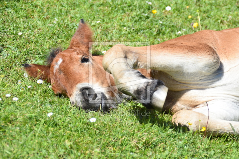 frei wählbarer Bildausschnitt für Ihr Bild auf Tapete