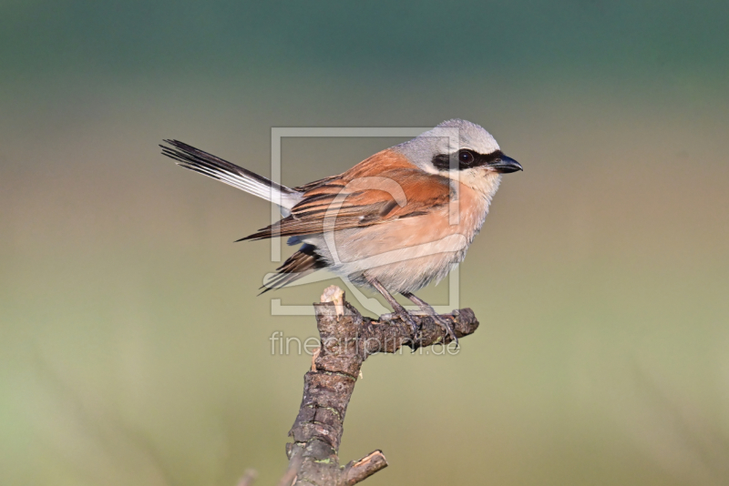 frei w&auml;hlbarer Bildausschnitt f&uuml;r Ihr Bild auf Tapete