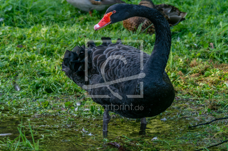 frei w&auml;hlbarer Bildausschnitt f&uuml;r Ihr Bild auf Tapete