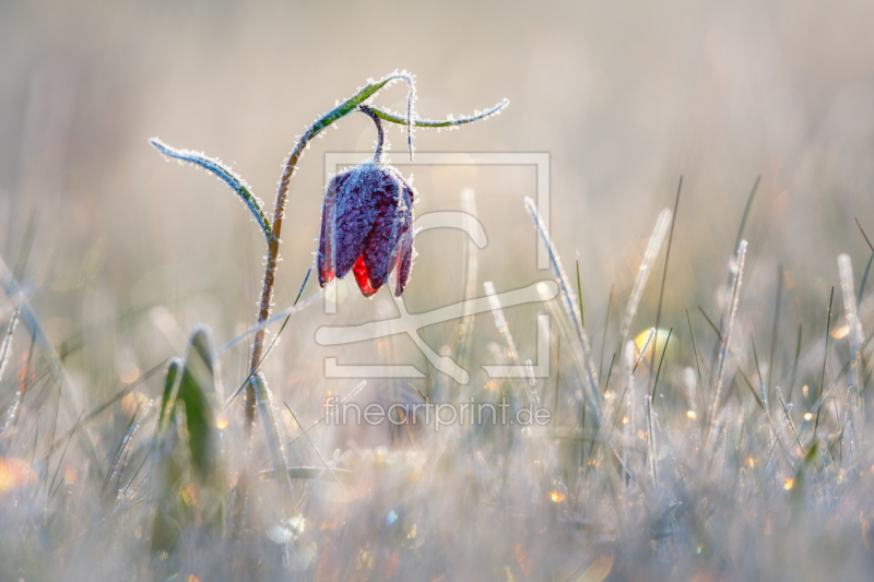 frei wählbarer Bildausschnitt für Ihr Bild auf Tapete