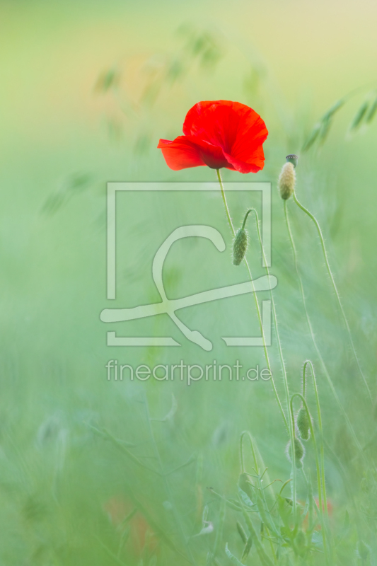 frei wählbarer Bildausschnitt für Ihr Bild auf Tapete