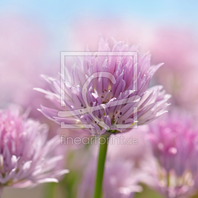 frei w&auml;hlbarer Bildausschnitt f&uuml;r Ihr Bild auf Tapete