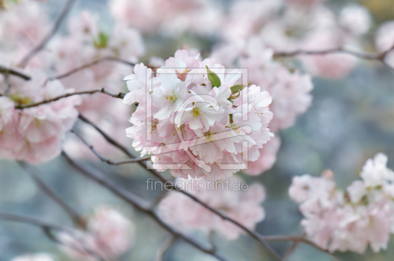 frei wählbarer Bildausschnitt für Ihr Bild auf Tapete