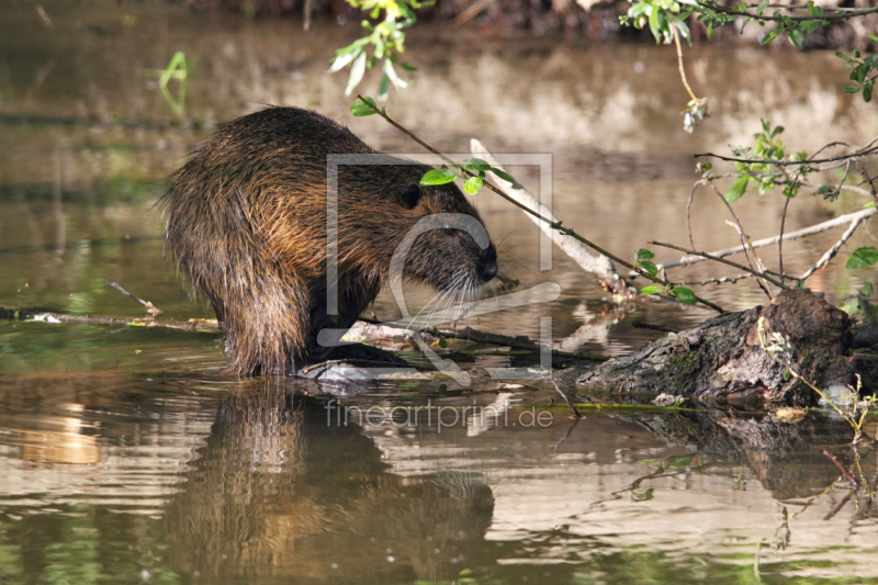 frei wählbarer Bildausschnitt für Ihr Bild auf Tapete
