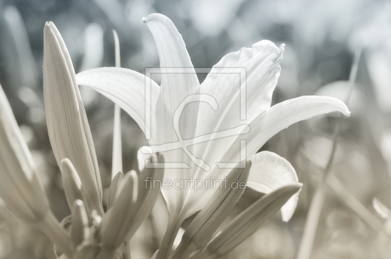 frei w&auml;hlbarer Bildausschnitt f&uuml;r Ihr Bild auf Tapete