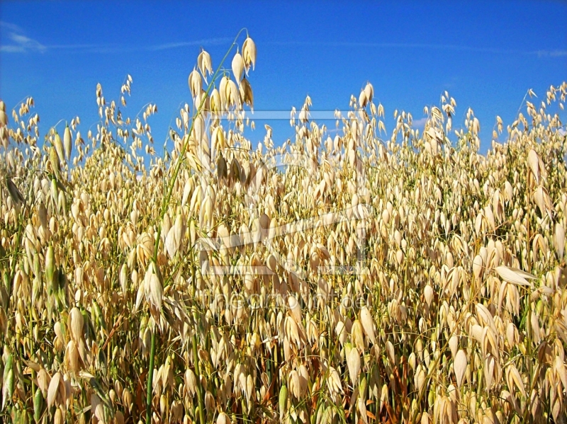 frei wählbarer Bildausschnitt für Ihr Bild auf Tapete